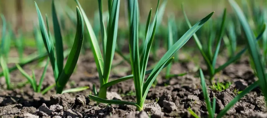 Taşköprü Sarımsağı Nasıl Yetiştirilir?