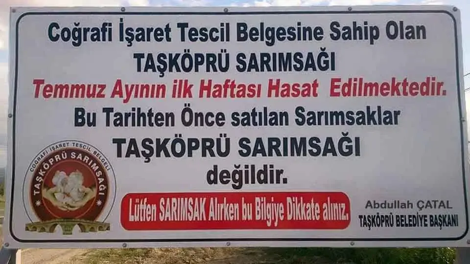 Taşköprü Sarımsağı Hasadı Nasıl Yapılır?