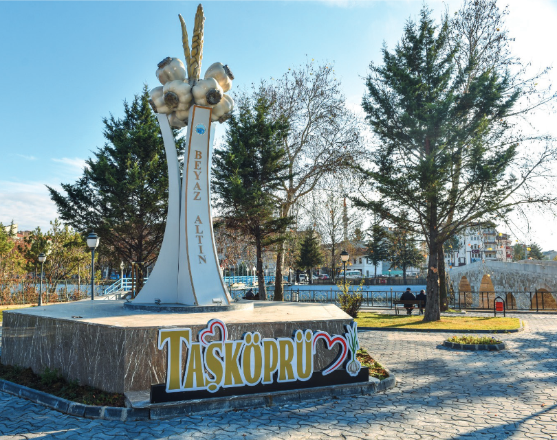Taşköprü Sarımsağının Toprakla Yazılan Hikayesi - Fotoğraflar Eşliğinde