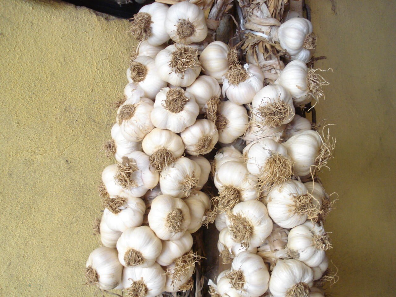 Sarımsak Nasıl Saklanmalıdır?