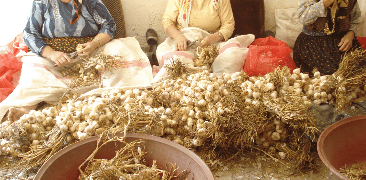 Taşköprü Sarımsağı Tohumu Nasıl Dikilir? (Detaylı Rehber)