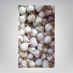 Mürdük / Tek Diş Taşköprü Sarımsak