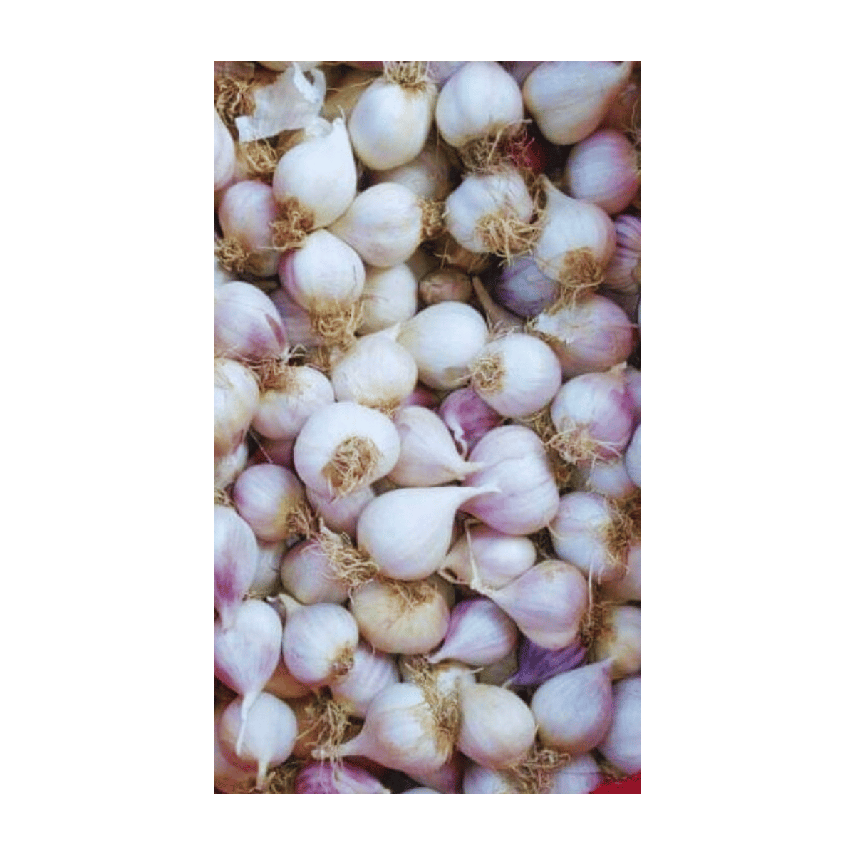 Mürdük / Tek Diş Taşköprü Sarımsak