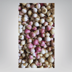 Mürdük / Tek Diş Taşköprü Sarımsak