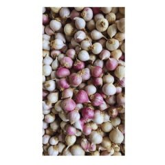 Mürdük / Tek Diş Taşköprü Sarımsak