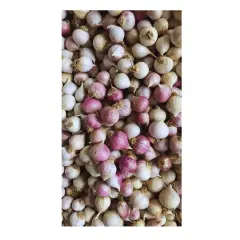 Mürdük / Tek Diş Taşköprü Sarımsak