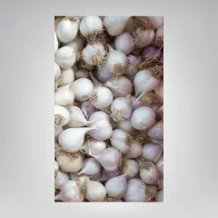 Mürdük / Tek Diş Taşköprü Sarımsak