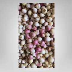 Mürdük / Tek Diş Taşköprü Sarımsak