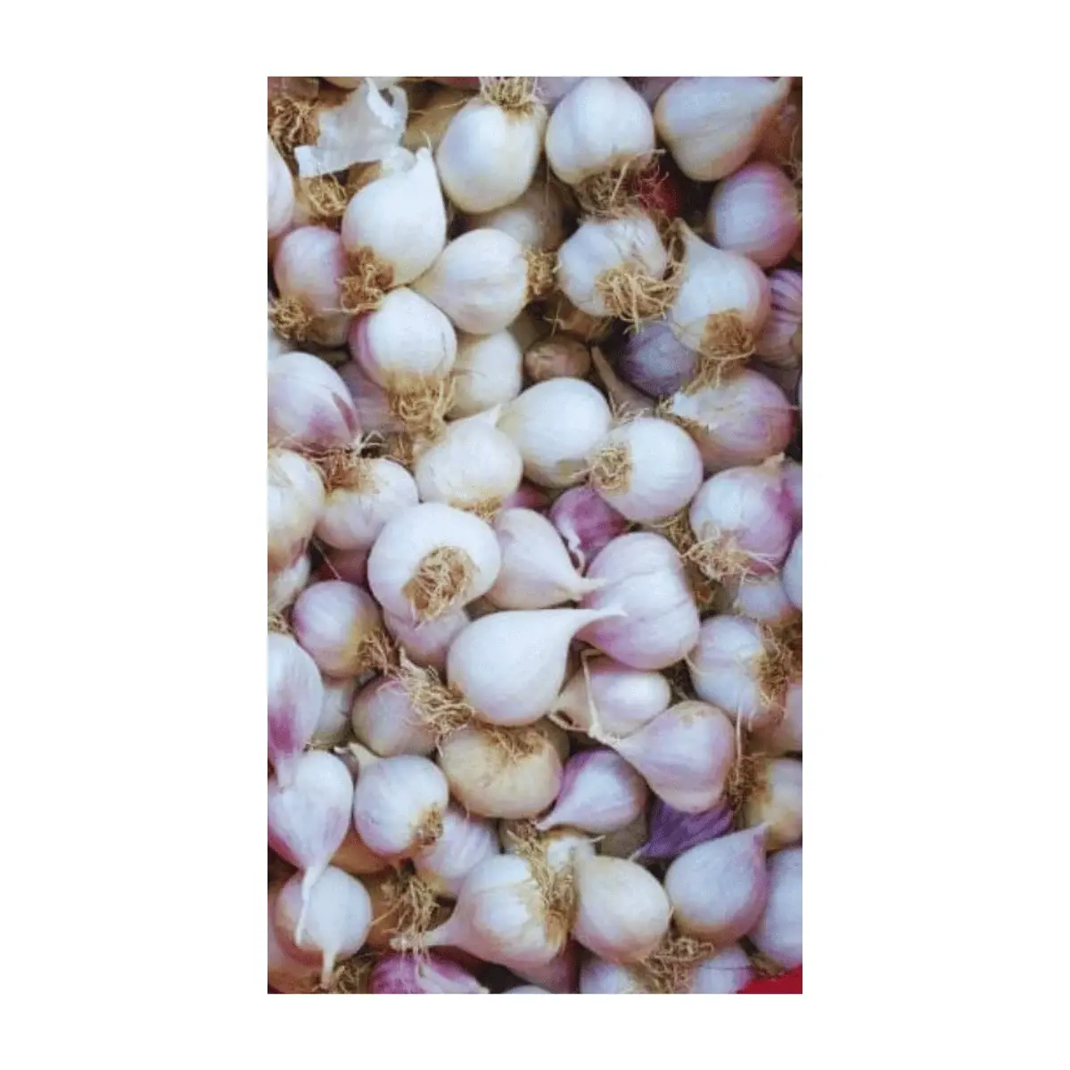 Mürdük / Tek Diş Taşköprü Sarımsak