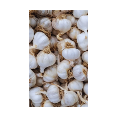 Kopuk Baş Taşköprü Sarımsak