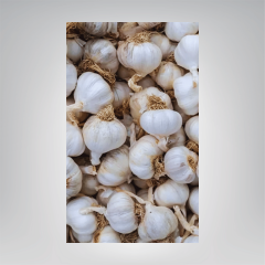 Kopuk Baş Taşköprü Sarımsak