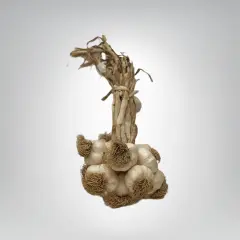 Duble Boy Taşköprü Sarımsak 5 KG