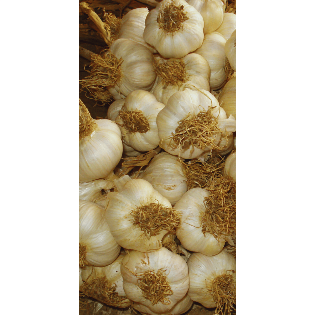 Tohumluk Taşköprü Sarımsak