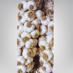 Tohumluk Taşköprü Sarımsak