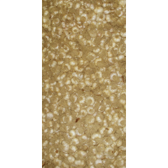 Tohumluk Taşköprü Sarımsak