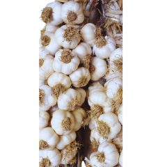 Tohumluk Taşköprü Sarımsak