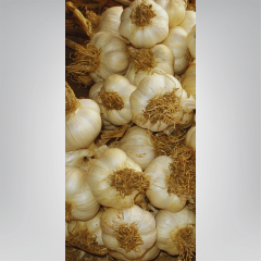 Tohumluk Taşköprü Sarımsak