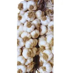 Tohumluk Taşköprü Sarımsak