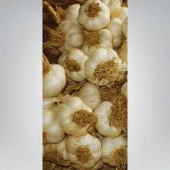 Tohumluk Taşköprü Sarımsak