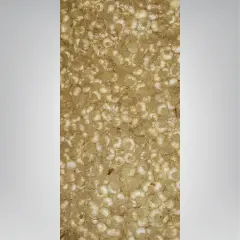 Tohumluk Taşköprü Sarımsak