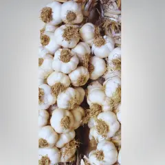 Tohumluk Taşköprü Sarımsak