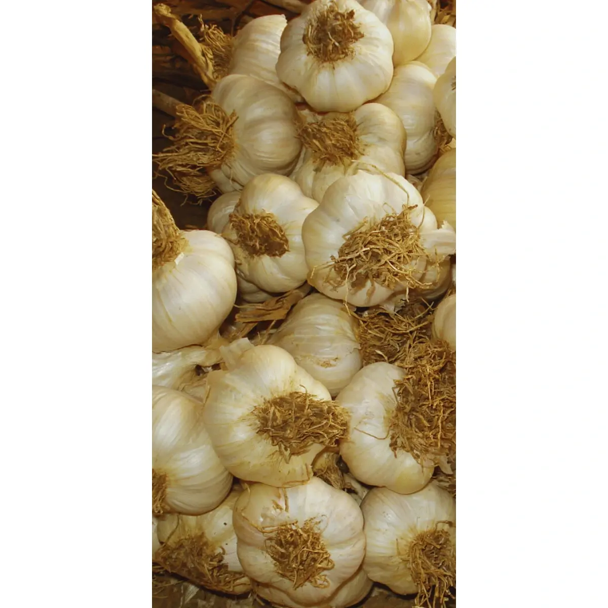 Tohumluk Taşköprü Sarımsak