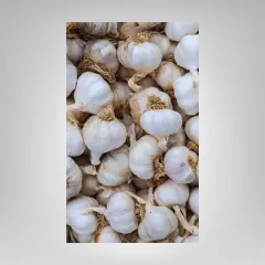 Kopuk Baş Taşköprü Sarımsak 10 Kilogram